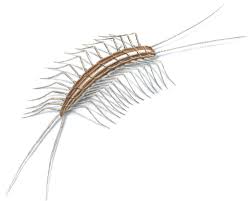 What Are Centipedes Attracted To In Your House Orkin
