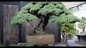 You may procure your tree by grafting it out from an existing cypress tree, from the wild. European Bonsai Youtube