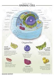 denoyer geppert animal cell chart animal cell science