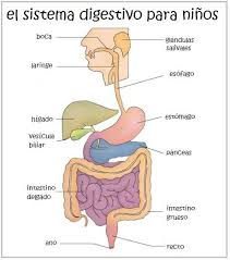 Aprende El Sistema Digestivo Y El Proceso De La Digestion Explicacion Faci Sistema Digestivo Para Ninos Maqueta Del Sistema Digestivo Cuerpo Humano Para Ninos