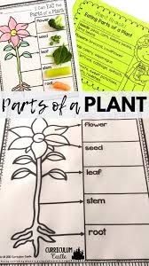 Parts Of A Plant Activity Video In 2020 Plant Life Cycle Plant Activities Parts Of A Plant
