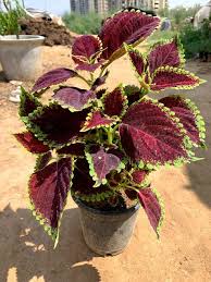 Full sun to partial shade, moderate water coleus pat hayward latin name: Coleus Plant Maroon Green Airifier