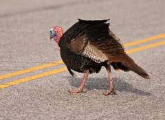 Check spelling or type a new query. Safe Driving Tips For Thanksgiving Travel
