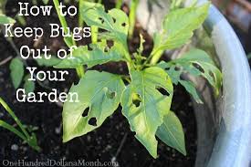 These natural pesticides won't harm good bugs. How To Keep Bugs Out Of Your Garden One Hundred Dollars A Month