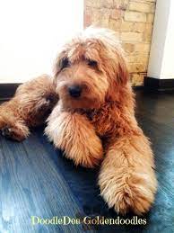 Medium Goldendoodles Goldendoodle Sheepadoodle Medium Goldendoodle