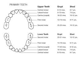 Printable Baby Teeth Chart Templates Arrival Loss And Eruption