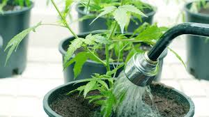 How To Build The Best Basic Indoor Grow Setup Sensi Seeds