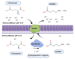 Many types of filters (shelfs, bands, lpf, hpf, notch, bandpass i doubt i will ever need another one. Microorganisms Free Full Text Glutamate Decarboxylase From Lactic Acid Bacteria A Key Enzyme In Gaba Synthesis Html