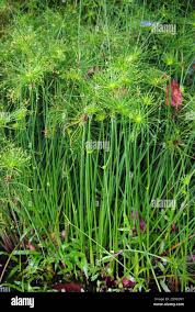 Image result for Cyperus dives