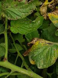 Image result for tomato seedling xanthomonas vesicatoria