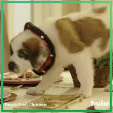 Intellectual games, casual games, elimination games, racing games, social games, role games, test games, sports games, shooting games, action games, parkour games, and the like. Hulu December 21 Puppies Crash Christmas Facebook