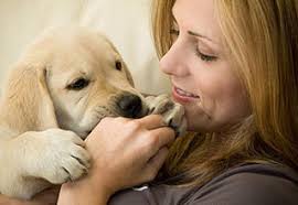 Cucciolo che morde tutto: come insegnare a non mordere