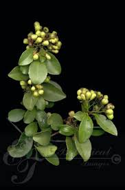 Image result for Scolopia zeyheri