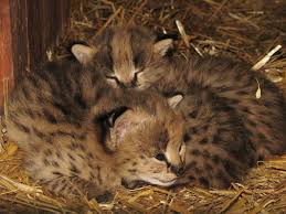 Junge Servale Leptailurus Serval Im Zoo Eberswalde C Zoo Eberswalde Zoologischer Garten Serval Tiere