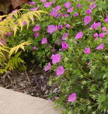 Image result for Geranium sanguineum Max Frei