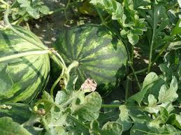 Check spelling or type a new query. How To Tell If A Watermelon Is Ripe Old Farmer S Almanac