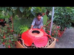 Facebook Live The World S Largest Flower Rafflesia Youtube