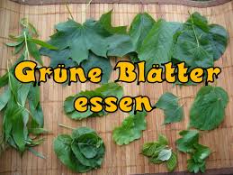 Baumblatter Essbares Wildgrun Von Oben Essbare Pflanzen Gewurze Und Krauter Krauterpflanzen