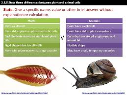 Animal and plant cells are eukaryotic cells. Ib Biology 2 Cells 2 3 Eukaryotic Cells