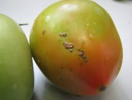 Image result for tomato seedling xanthomonas vesicatoria