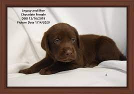 Are they different from black lab and yellow lab? Lab Puppies For Sale Chicago Lab Puppy Chicago