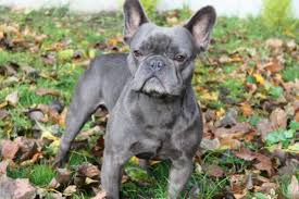 A francia bulldog kutyafajta eredetének bizonytalansága számos vitát generált a szakértők körében. 10 Dolog Amit Tudnod Kell A Kek Francia Bulldog Kutyarol Kutyazona Hu