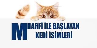 m harfi ile baslayan kedi isimleri disi ve erkek secdem bir dunya icerik