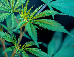 New leaves come out, but get immediately affected by the white spots as well. The Top Five Cannabis Diseases