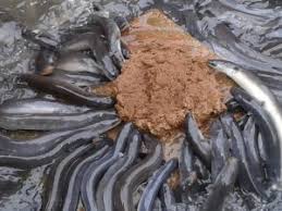 6 Cara Pembuatan Pakan Ikan Sidat Arenahewan Com