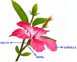 Flowers contain the plant's reproductive structures. Illustration Of Calyx And Corolla Parts Of A Flower Flowers Plants