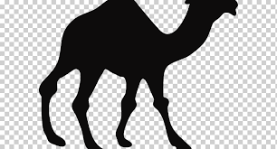 Dromedar har 48 oversættelser på 21 sprog. Zug Kamel Silhouette Kamelzug Zeichnung Arabisches Kamel Kamelid Wildtiere Png Klipartz
