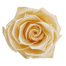 Pearl Touch Gold Divine Flowers Download premium png of detailed golden leaves transparent pg 2019754.