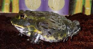 Image result for Pycreus africanus