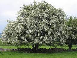 Hawthorn is most commonly used for diseases of the heart and blood vessels, but there is no good. Hawthorn How To Identify Hawthorn A Guide From Tcv
