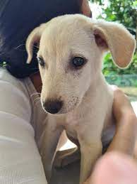 Aspin valve, an automotive component. Pangilinan Household Adopts Aspin As Tribute To Affectionate Farm Dog Jondy Gma News Online