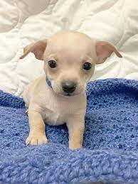 Check spelling or type a new query. Waldorf Md Chihuahua Meet Zack A Pet For Adoption