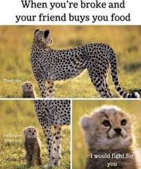 I Would Fight For You Funny Animal Memes Funny Animals Animal Memes