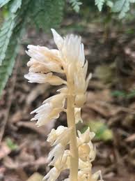 Image result for Epipogium roseum