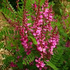 Image result for Indigofera monantha
