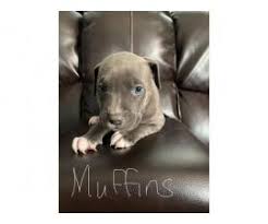 Pit bull terriers for sale in michigan pit bull terriers in michigan. 4 Adorable Female Pitbull Puppies In Lansing Michigan Puppies For Sale Near Me