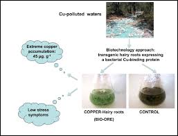 Image result for Crepidorhopalon tenuis