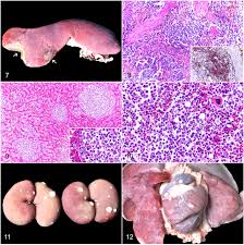 Image result for mastocytoma in dogs