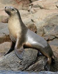 Winchester Ellis Box Weapon Animals Wild Sea Lion Marine Animals