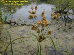 Image result for Cyperus obtusiflorus