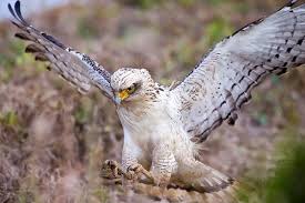カンムリワシ幼鳥すくすく すでに王者の風格 可愛い 動物 動物 可愛い