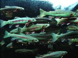 Oncorhynchus kamloops jordan, 1892 oncorhynchus mykiss nelsoni evermann, 1908 parasalmo mykiss (walbaum, 1792) salmo aquilarum salmo gairdneri richardson, 1836 salmo. Trout Wikiwand