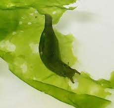 海のナメクジはいかが？ - ラボ日記