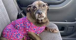 My dog is dog aggressive, making things like vet visits and grooming services very difficult to coordinate. Harbor Pines Veterinary 67 Photos 145 Reviews Veterinarians 26640 Western Ave Harbor City Ca Phone Number