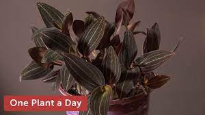 Jewel orchids are so named due to their beautiful patterned foliage. Ludisia Discolor Jewel Orchid Houseplant Care 217 Of 365 Youtube