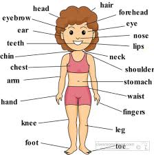 78 Curious Human Body Chart For Kids